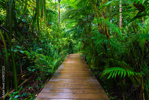 Fotografia Wooden pathway in deep green mangrove forest
