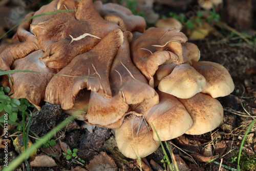Pilze auf Waldboden
