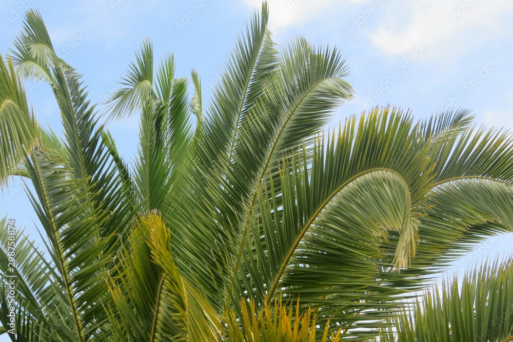 Fototapeta premium Palm tree top on blue sky background