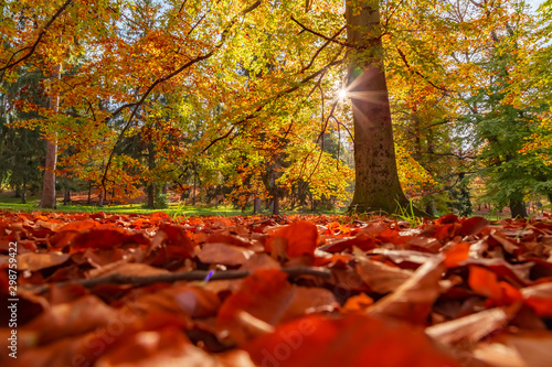 Autumn nature with sun rays