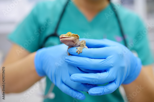 Veterinarian examines a gec...