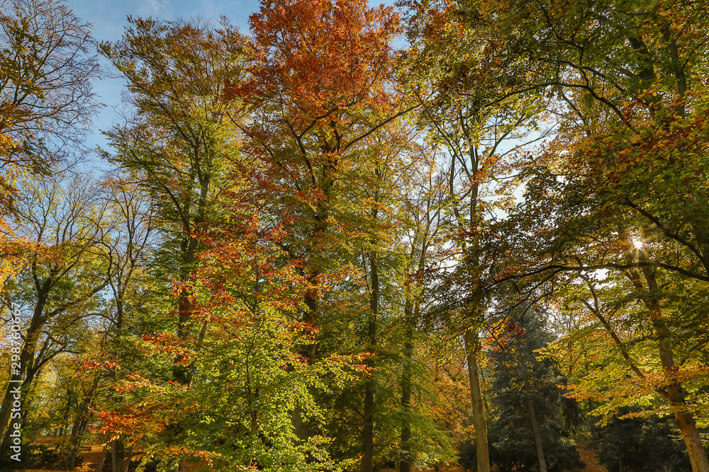 view to autumn treetop in forest landscape view to autumn treetop in forest landscape