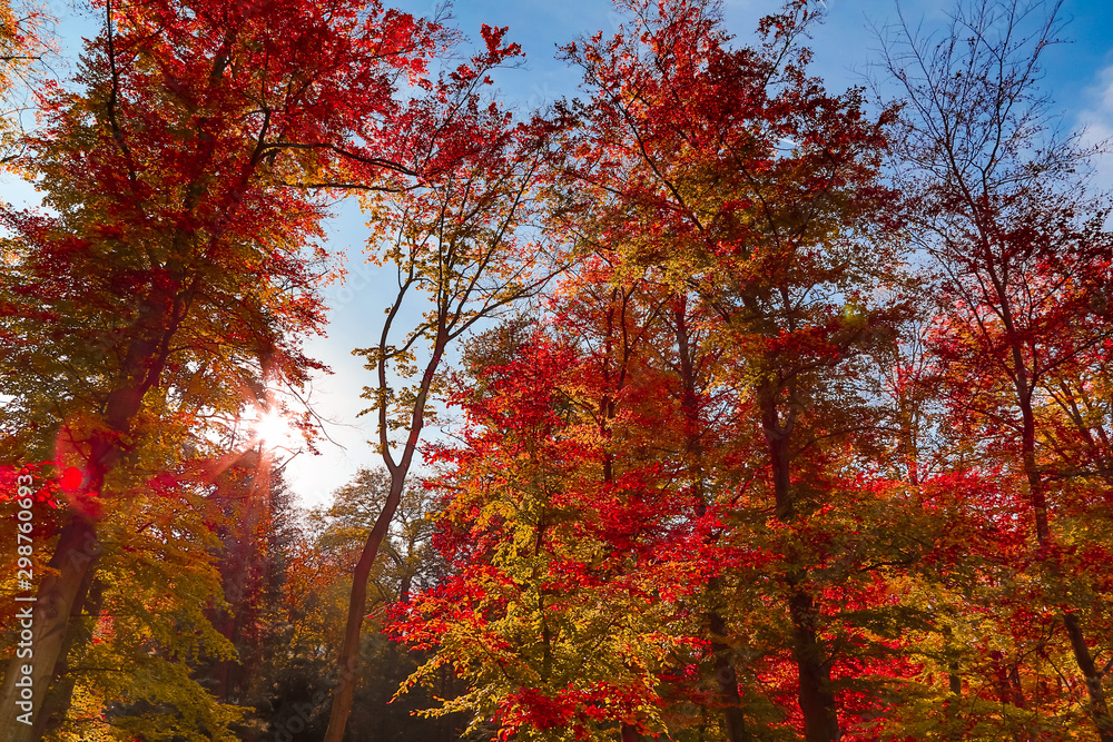 view to autumn treetop in forest landscape view to autumn treetop in forest landscape