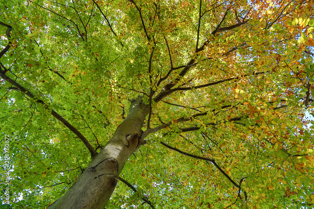 Fototapeta premium view to autumn treetop in forest landscape