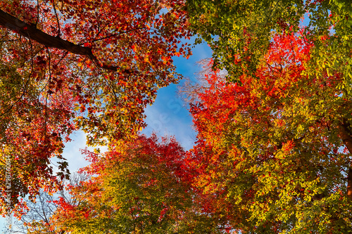 view to autumn treetop in forest landscape