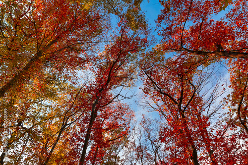 view to autumn treetop in forest landscape © tadeas