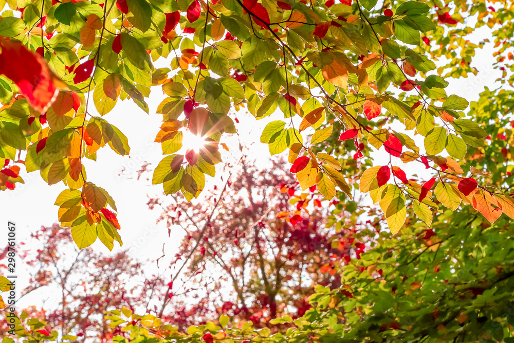 Autumn nature background