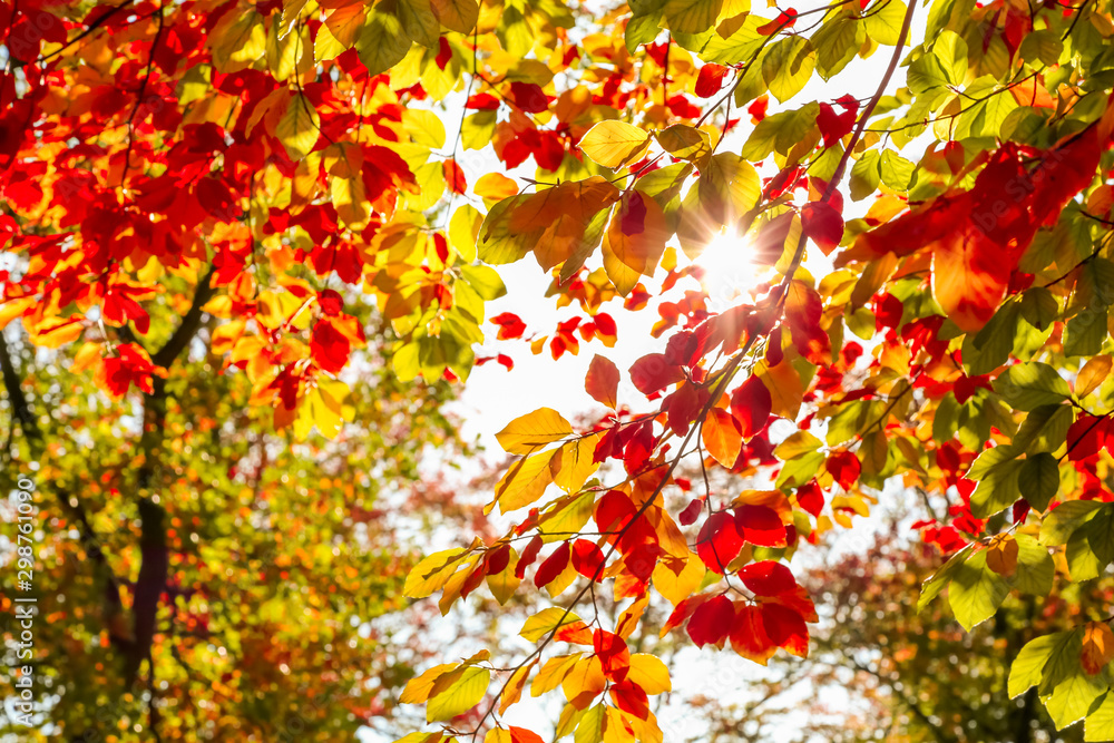 Autumn nature background Autumn nature background