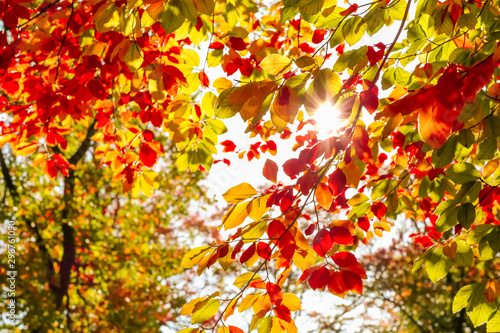 Autumn nature background