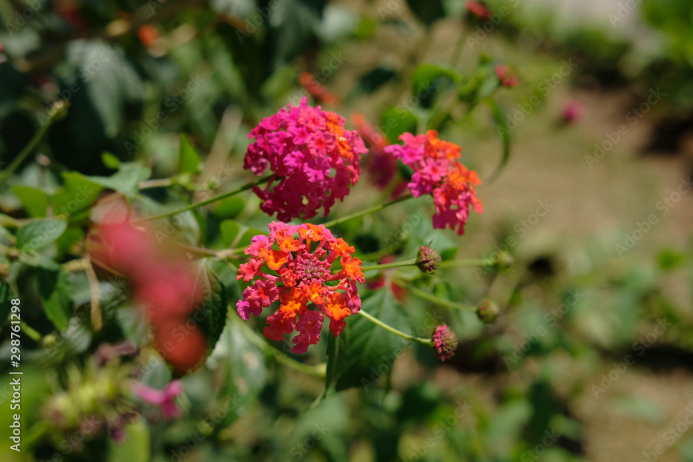 Colorful Lantana camara (common lantana) flower Colorful Lantana camara (common lantana) flower