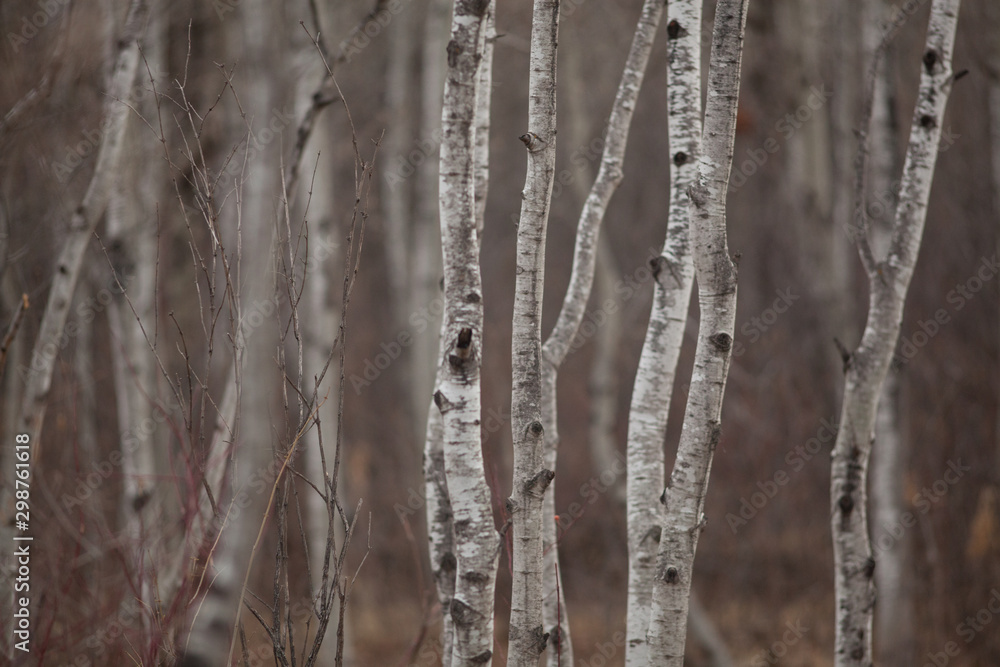Aspen Forest 9 Aspen Forest 9