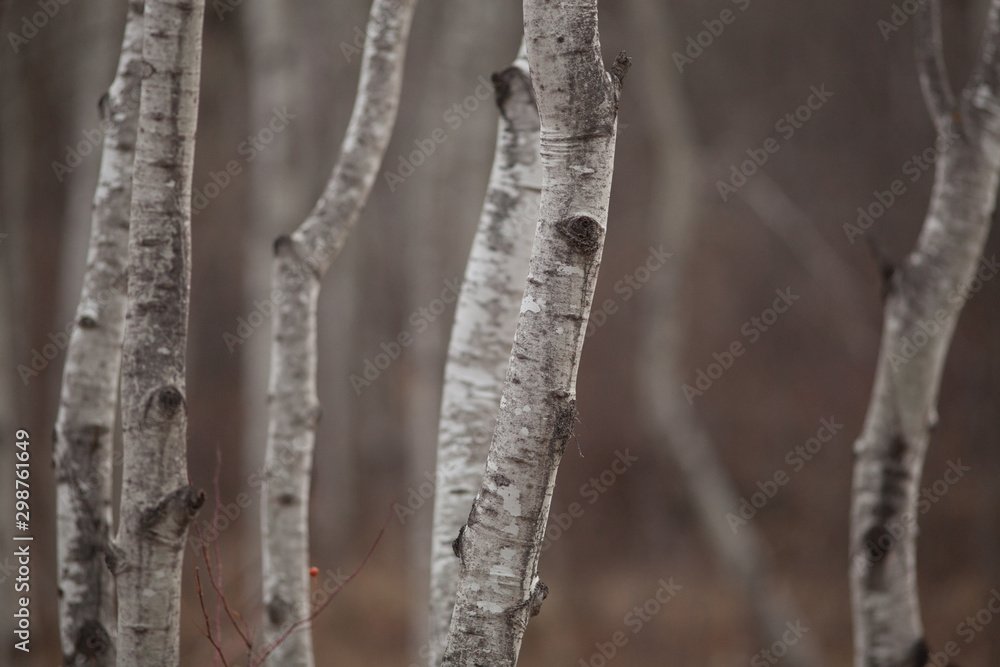 Aspen Forest 8