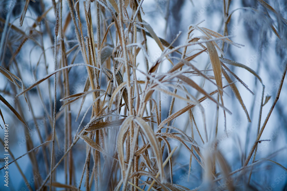 Winter Hoarfrost 2 Winter Hoarfrost 2