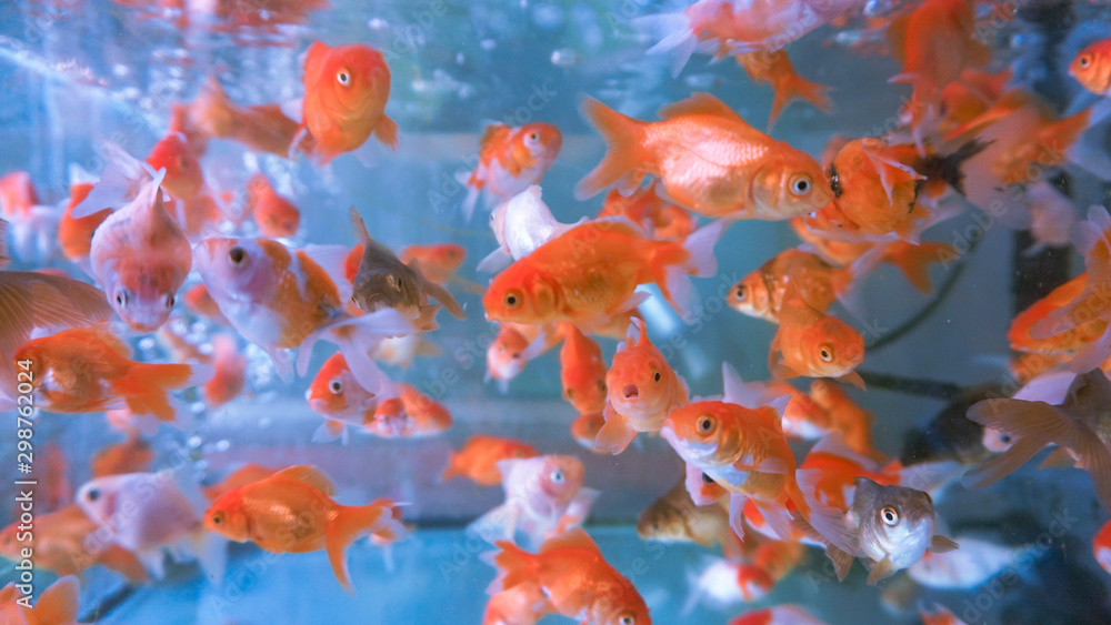 A herd of small ornamental fish in a clear aquarium Stock Photo