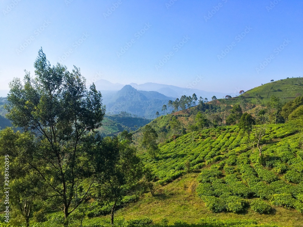 Tea garden of Pangalengan