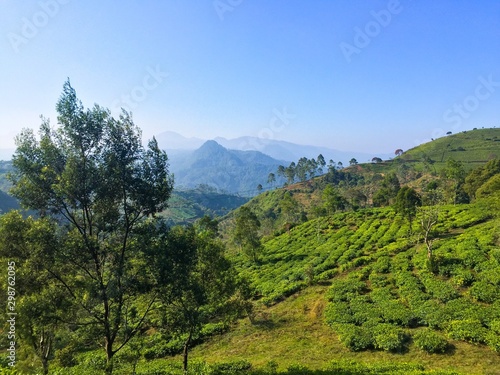 Tea garden of Pangalengan