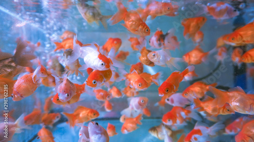 A herd of small ornamental fish in a clear aquarium