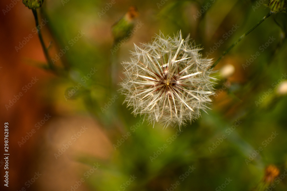close up of dandelion close up of dandelion