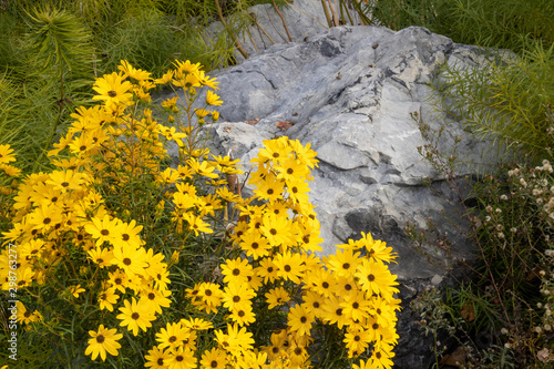 Flowers in bloom with rocks in background