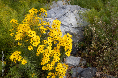 Flowers in bloom with rocks in background