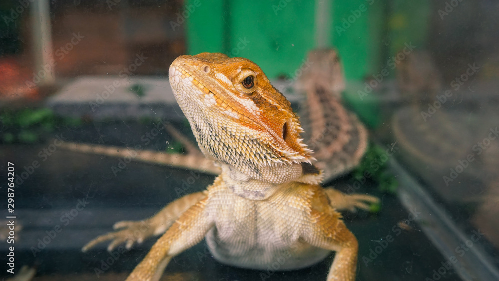 Fototapeta premium Prickly Lizards sharp gaze from inside the aquarium