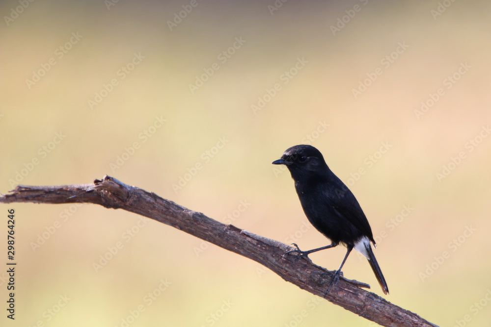 blackbird on a branch blackbird on a branch