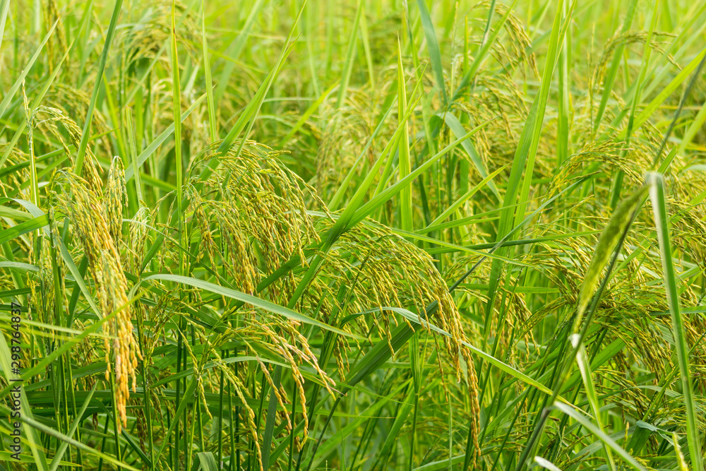 Glutinous rice farm Glutinous rice farm