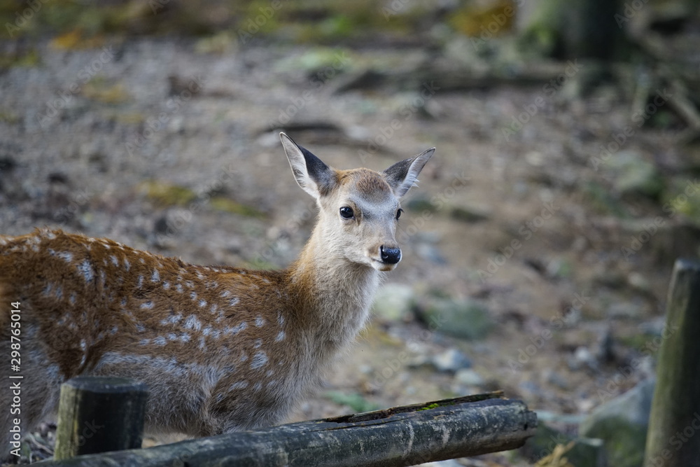 奈良の鹿さん　Nara deer in Nara Park