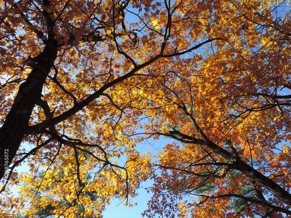 Golden trees Golden trees