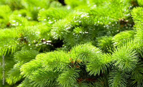 Branch of fir tree with green needles, close up