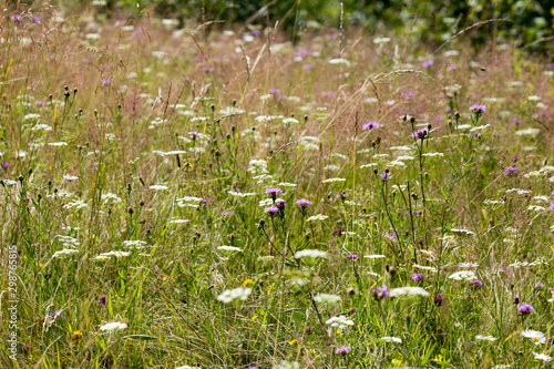 Wallpaper Mural Photo of field plants for making background images Torontodigital.ca