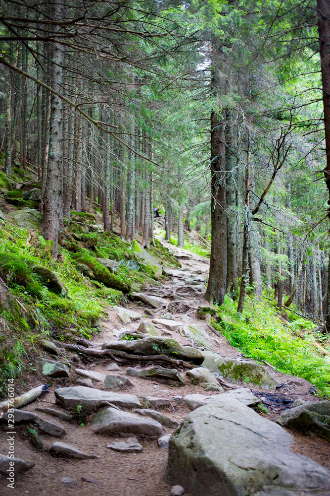 Obraz premium Trees with old massive interlaced crooked roots in forest