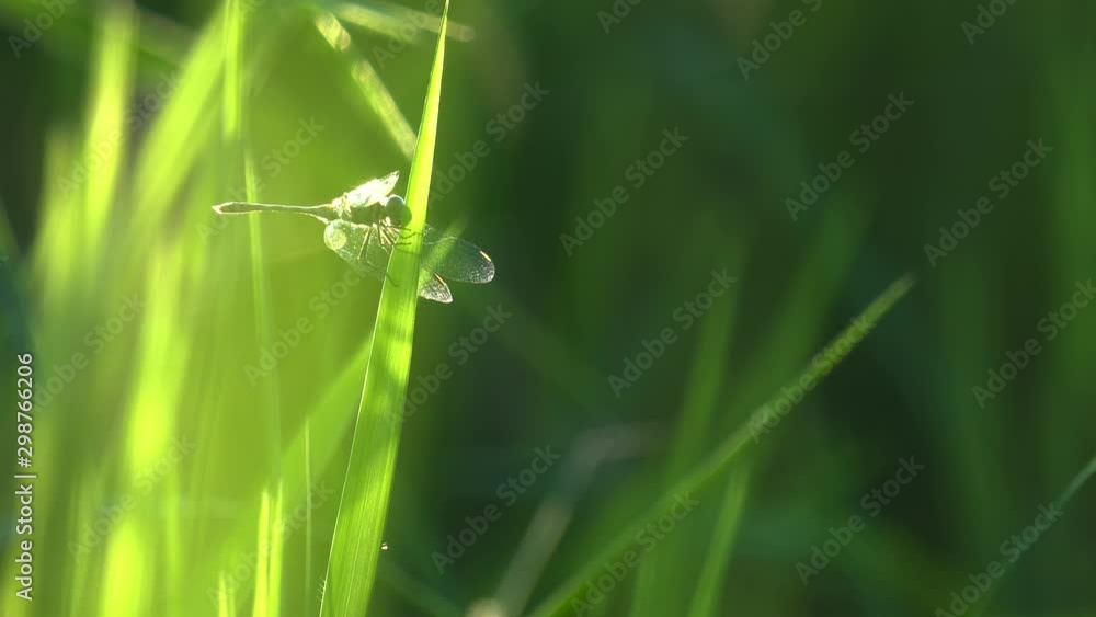 Dragonfly on the grass, green background, macro Dragonfly on the grass, green background, macro