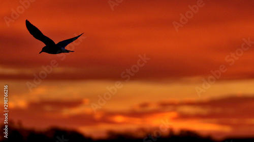 Hawks   Birds in Prince Edward Island  Canada