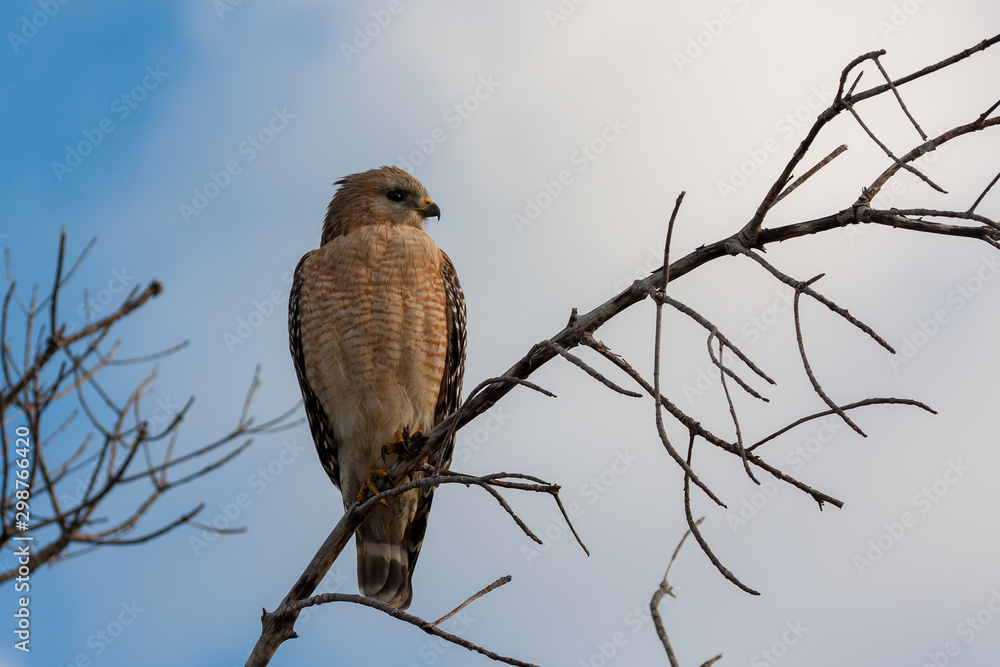 Red-shouldered Hawk - Buteo lineatus - perched on thin branch on Sanibel Island, Florida with clouds and sky in background. Red-shouldered Hawk - Buteo lineatus - perched on thin branch on Sanibel Island, Florida with clouds and sky in background.