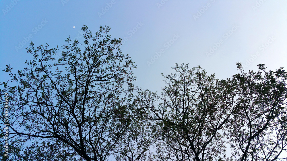 The tree is the front image of the blue sky The tree is the front image of the blue sky