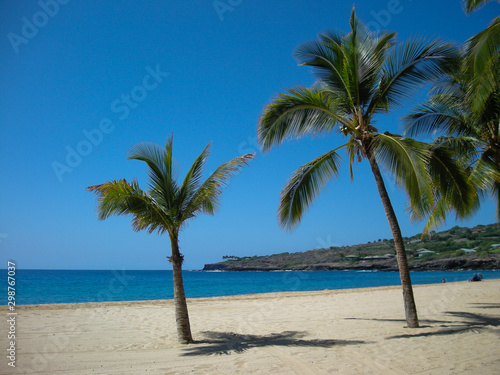 Palm Tree on beach © Paul