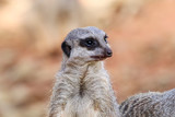 Portrait of Meerkat Suricata suricatta, African native animal, small carnivore belonging to the mongoose family. 