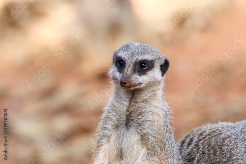 Portrait of Meerkat Suricata suricatta, African native animal, small carnivore belonging to the mongoose family.  © Murilo