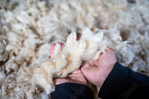 Sheared lamb wool on a table
