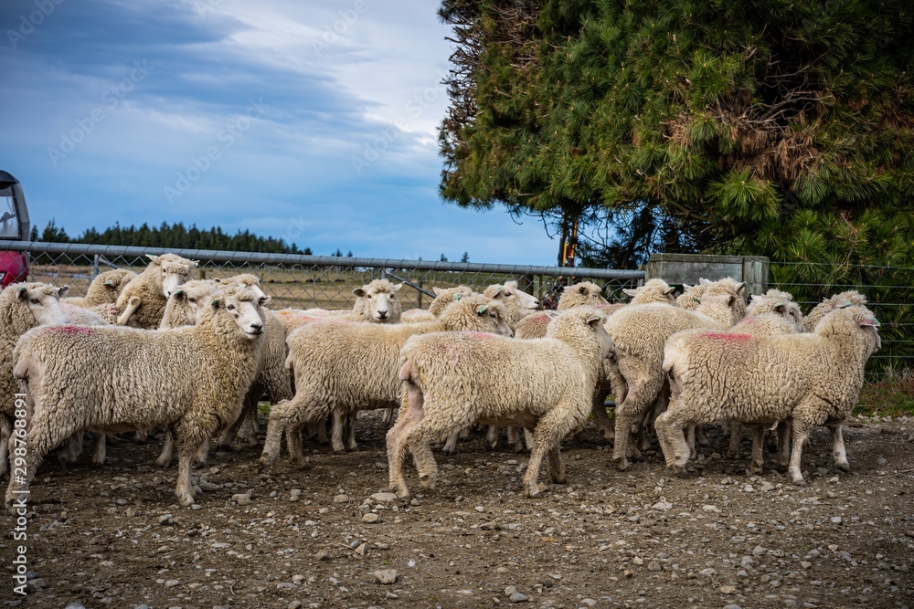 A herd of sheep at a farm in South Island, New Zealand A herd of sheep at a farm in South Island, New Zealand