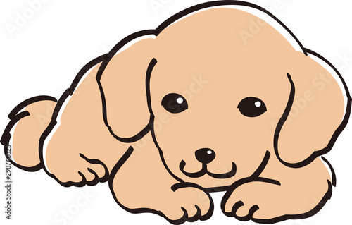 ダックスフント　カラー　かわいい　子犬　人気　犬