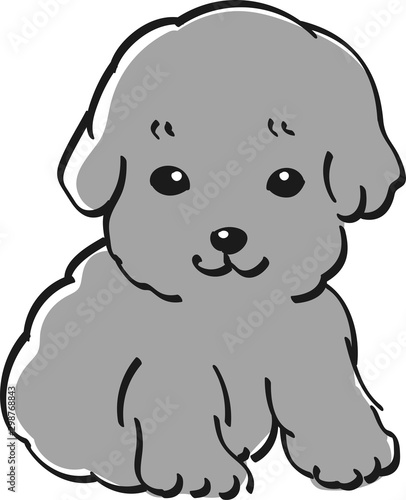 プードル　モノクロ　かわいい　子犬　人気　犬