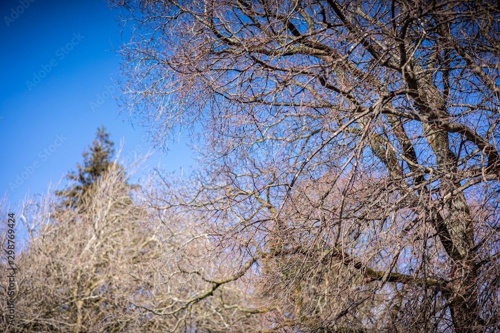 Dried out tree branches against blue sky