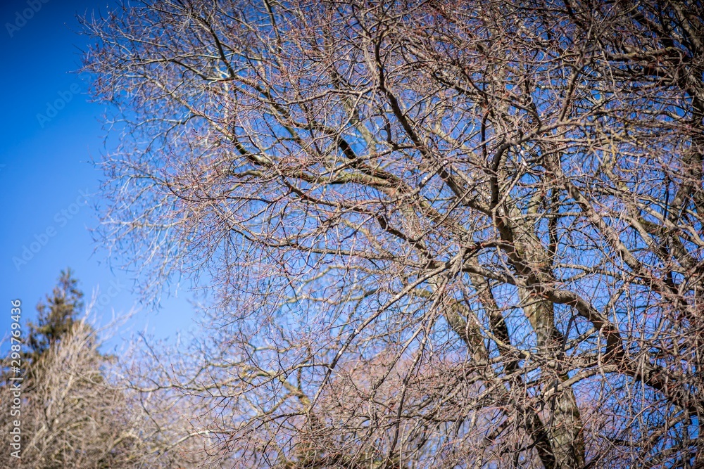 Dried out tree branches against blue sky Dried out tree branches against blue sky