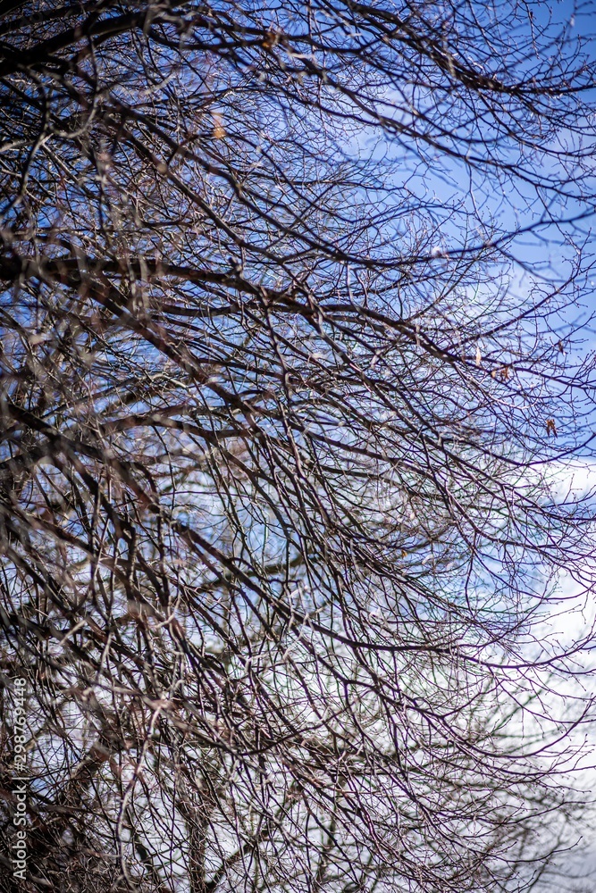Dried out tree branches against blue sky Dried out tree branches against blue sky