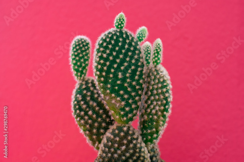 Opuntia microdasys cute cactus with bunny ears shape tropical plant
