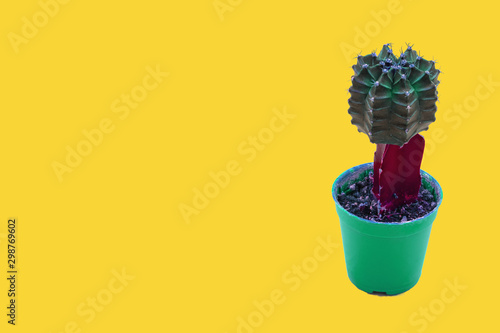 Fototapeta Naklejka Na Ścianę i Meble -  cactus in pot minimalist trendy style above yellow background fantasy neon color
