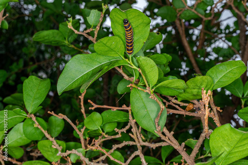 Macro photos of smelling manaca butterfly caterpillar, worm.