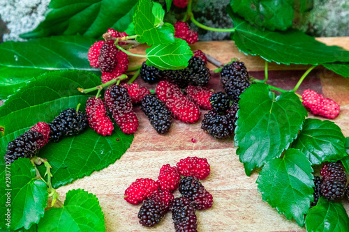 Brazilian amora fruit photo